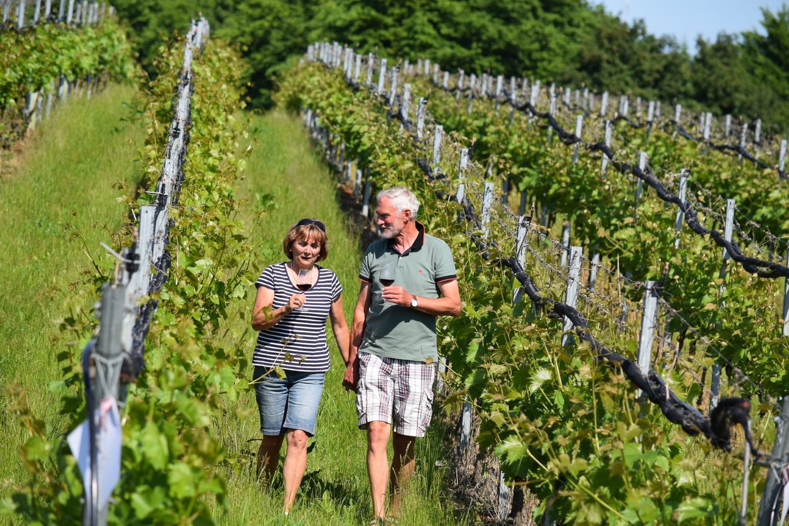 Weinbergführung auf Weingut Ingenhof