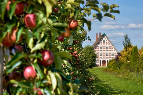 Äpfel am Apfelbaum vor einem Fachwerkhaus