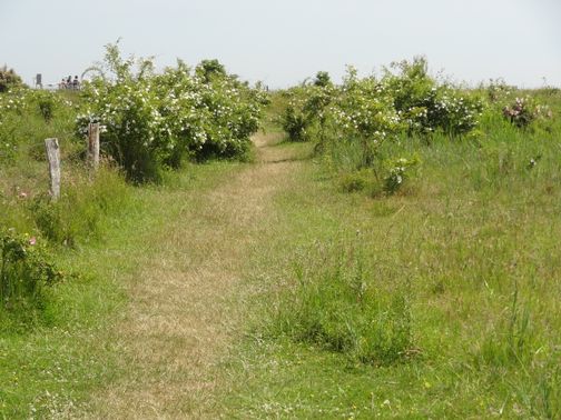 Aufnahme eines Weges des Naturschutzgebietes Grüner Brink
