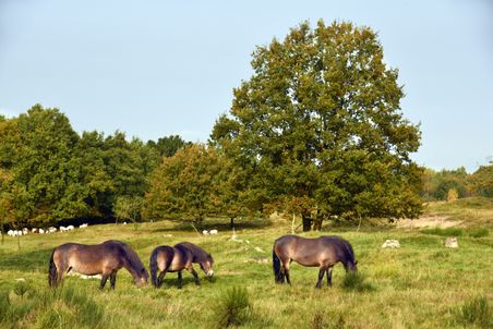 Drei Pferde grasen friedlich auf einer grünen Wiese in der Nordoer Heide. Im Hintergrund sind Bäume und Schafe zu sehen.