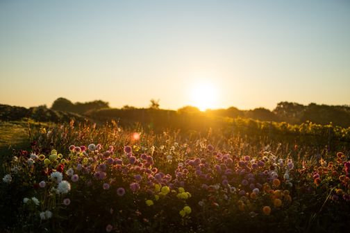 Eine farbenfrohe Blumenwiese erstrahlt im warmen Licht des Sonnenuntergangs.