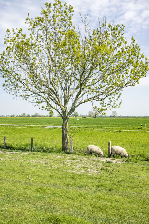 Zwei Schafe grasen unter einem blühenden Baum auf einer grünen Wiese. Im Hintergrund erstreckt sich eine weite Landschaft.