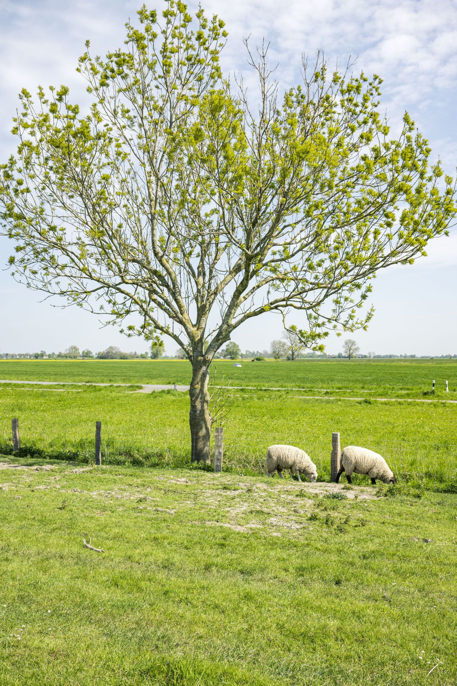 Zwei Schafe grasen unter einem blühenden Baum auf einer grünen Wiese. Im Hintergrund erstreckt sich eine weite Landschaft.