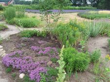 Aufnahme des Lavendelfeldes