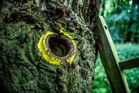 Loch in der Bräutigamseiche in Eutin