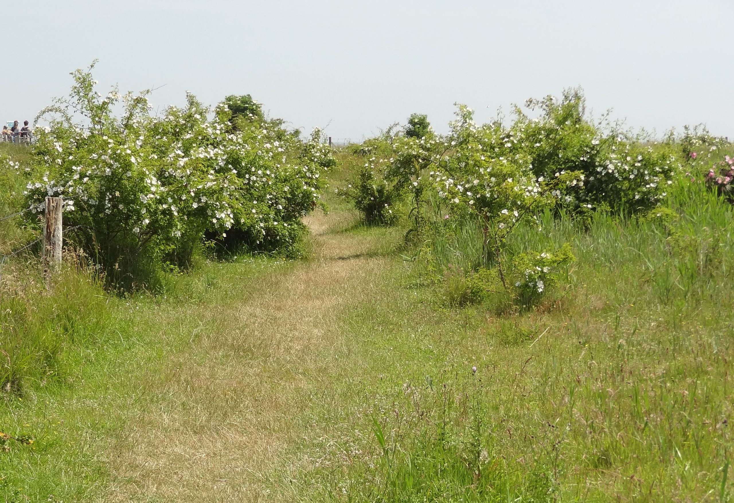 Aufnahme eines Weges des Naturschutzgebietes Grüner Brink