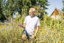 Mann druchstreift das Stapeler Lavendel-/Kräuterfeld