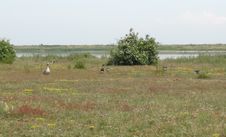 Aufnahme von Vögeln beim Naturschutzgebiet Grüner Brink