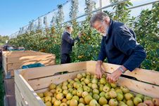 Apfelernte in Jork, Äpfel in Kisten